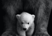 Povestea ursoaicelor copleșite și a urșilor resemnați povestea ursoaicelor