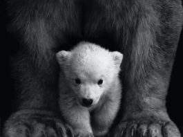povestea ursoaicelor